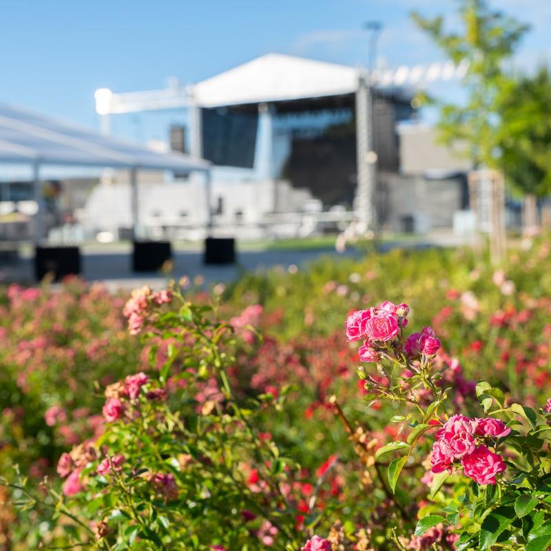 Žitnoostrovský jarmok 2025, Foto: Vince Rózsár