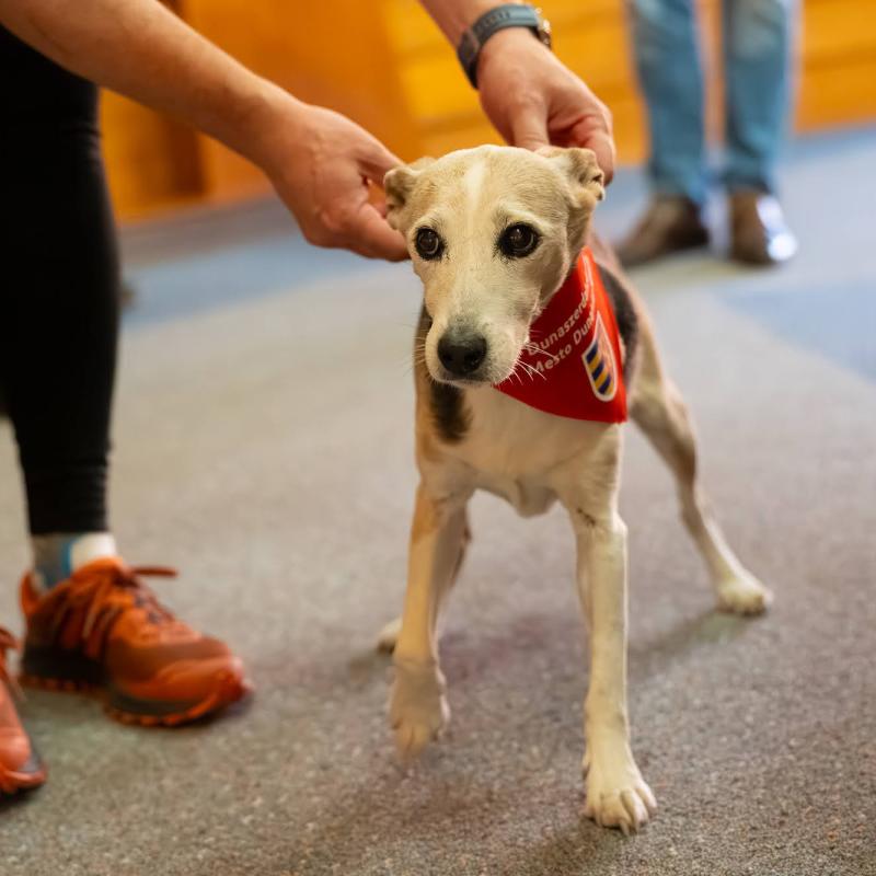 Dunaszerdahelyre érkezett Győr társadalmi nagykövete