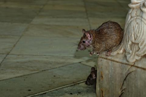 patkány