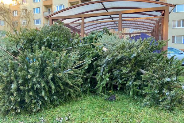 A héten kezdték gyűjteni a fenyőfákat