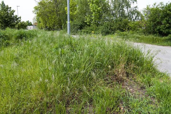 Új lehetőség a gazos területek lekaszálására