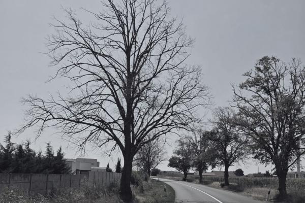 Mesto podá trestné oznámenie na základe dendrologického odborného posudku