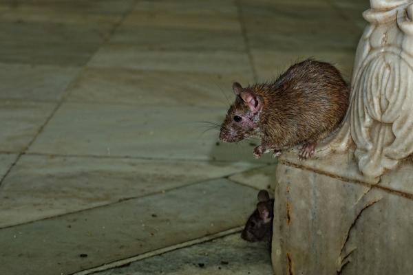 patkány