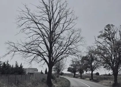 Mesto podá trestné oznámenie na základe dendrologického odborného posudku